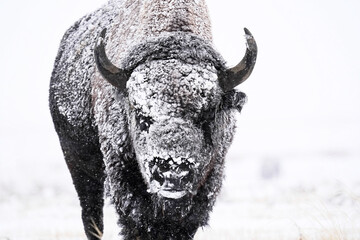 Bison Portrait Snow