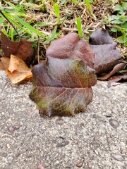 Bradford Pear Leaf
