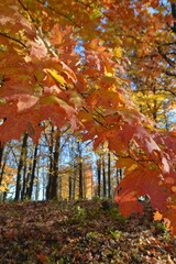 autumn in the forest