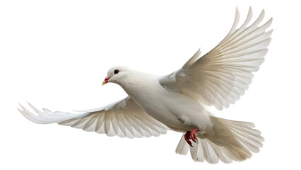 Wedding doves animal flying white, PNG