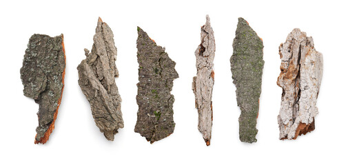 PIeces of tree bark isolated on white, collage