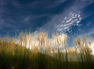 grass and sky
