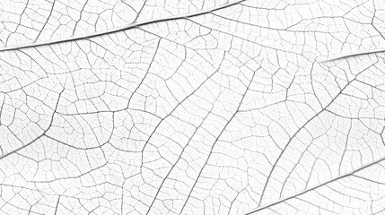 Obraz premium leaf-like veins etched on a paper surface in shades of black and white