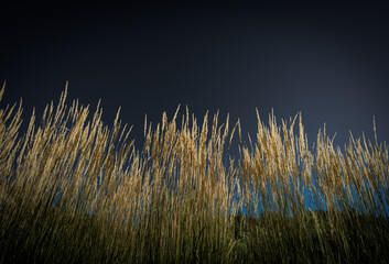 Autumn grasses