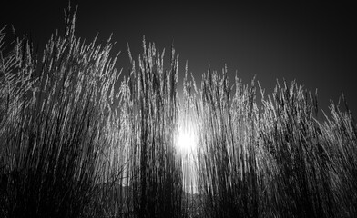 Grasses black & white