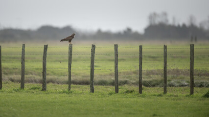 Buteo buteo - Common buzzard - Buse variable