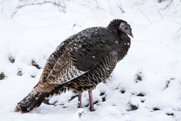 Wild Turkey Snow