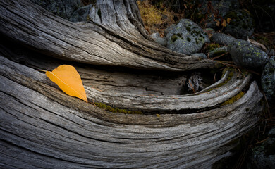 Aspen Leaf