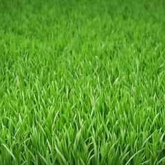 Obraz premium fresh green grass texture background illustration
