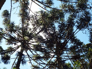 Flores, árvores, plantas, lagos, jardins, natureza, ar livre, água e vida no campo.