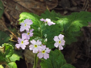 Flores, árvores, plantas, lagos, jardins, natureza, ar livre, água e vida no campo.