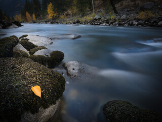 Aspen leaf Wenatchee river