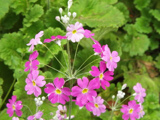 Flores, árvores, plantas, lagos, jardins, natureza, ar livre, água e vida no campo.