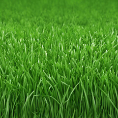 Obraz premium fresh green grass texture background illustration