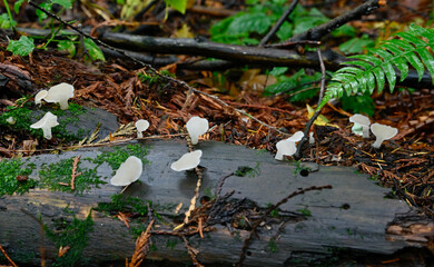 Bountiful wild fungi blooming in wilderness forest in nature, ready for harvesting for healthy, organic eating.  