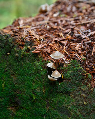 Bountiful wild fungi blooming in wilderness forest in nature, ready for harvesting for healthy, organic eating.  