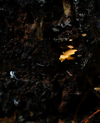 Bountiful wild fungi blooming in wilderness forest in nature, ready for harvesting for healthy, organic eating.  
