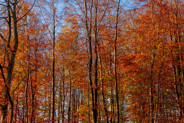 Beautiful Autumn forest, Yellow, Orange and green leaves on tree trunks, Colourful wood in fall season with red brown leaves under blue sky and sunlight, countryside of Netherlands, Nature background.