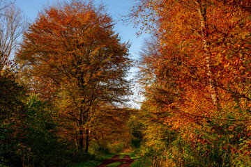 Gravel or soil path in the wood, Colourful yellow orange leaves on the trees, Forest in autumn with soft sunlight and brown leaf on the ground, Flevoland, Countryside of Netherlands, Nature background