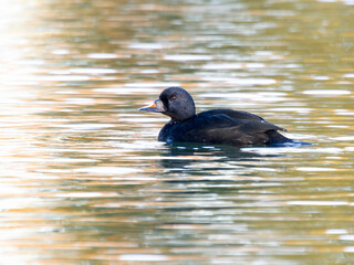 Common scoter, Melanitta nigra