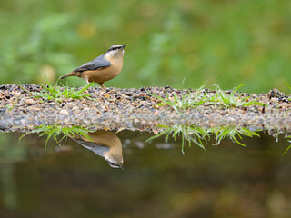 Nuthatch, Sitta europaea