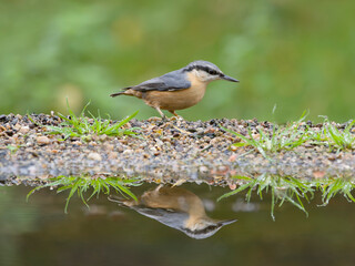 Nuthatch, Sitta europaea