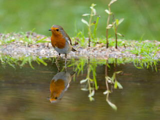 Robin, Erithacus rubecula