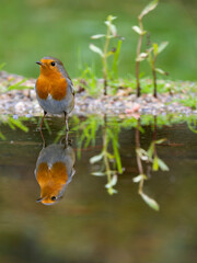 Robin, Erithacus rubecula