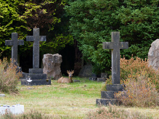 Roe deer, Capreolus capreolus © Erni