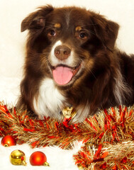 Australian Shepherd dog with Christmas garland, concept of holiday pets