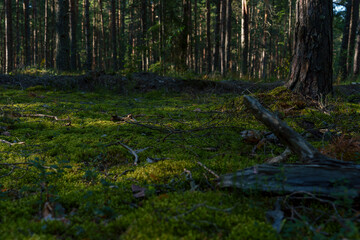 Sunlit forest path with pine trees in dense woodland