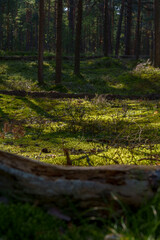 Fallen tree trunk on moss-covered forest floor in sunlight