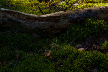 Fallen tree trunk on moss-covered forest floor in sunlight