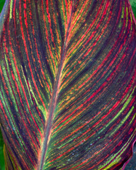 canna leaf