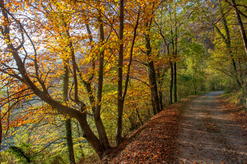 Road in the forest in autumn