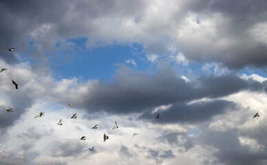 birds in the cloudy sky