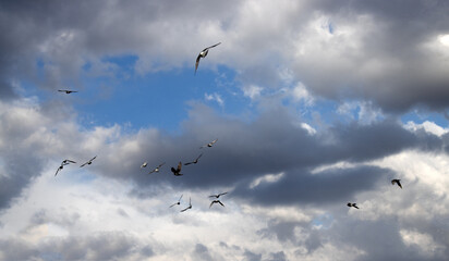 birds in the sky