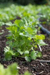 Close-up of fresh parsley growing in a garden, showcasing vibrant green leaves in rich soil. Ideal for agricultural, culinary, and organic farming visuals, highlighting natural and eco-friendly food