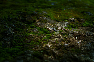 Close-up of moss-covered forest ground with textured soil