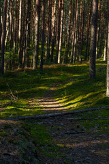 Obraz premium Sunlit forest path with pine trees in dense woodland