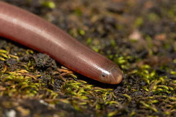 Close-up of a Bibron’s Blind Snake (Afrotyphlops bibronii)