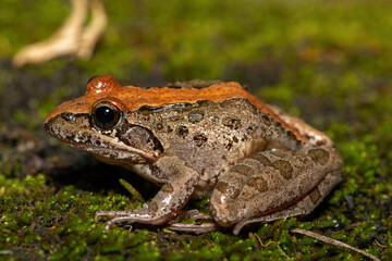 A beautiful Clicking Stream Frog, also known as a Gray’s Stream Frog or Spotted Stream Frog (Strongylopus grayii), in the wild in KwaZulu-Natal, South Africa