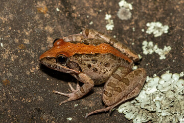 A beautiful Clicking Stream Frog, also known as a Gray’s Stream Frog or Spotted Stream Frog (Strongylopus grayii), in the wild in KwaZulu-Natal, South Africa