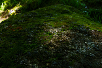 Close-up of moss-covered forest ground with textured soil