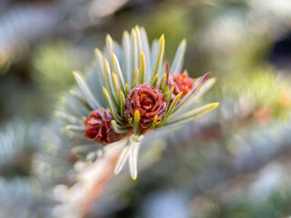 Close up of coniferous tree, needles of evergreen plant