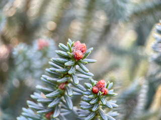 Close up of coniferous tree, needles of evergreen plant