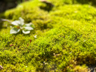 Obraz premium Moss close up, green plant