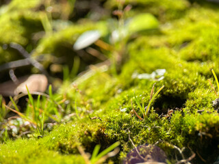 Moss close up, green plant