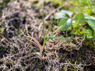 Moss close up, green plant