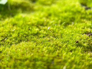 Naklejka premium Moss close up, green plant
